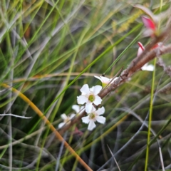 Leptospermum sp. at Morton National Park - 10 Mar 2024