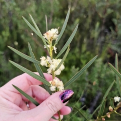 Acacia suaveolens (Sweet Wattle) at Boolijah, NSW - 10 Mar 2024 by Csteele4