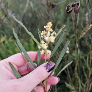 Acacia suaveolens at Morton National Park - 10 Mar 2024