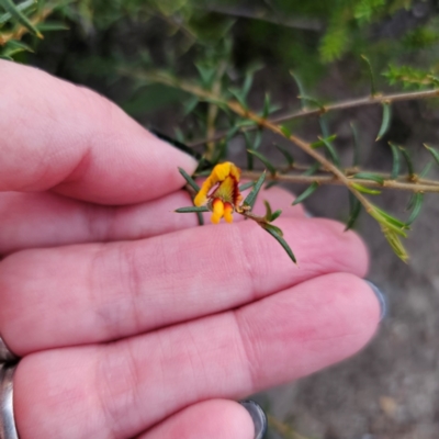 Mirbelia baueri at Boolijah, NSW - 10 Mar 2024 by Csteele4