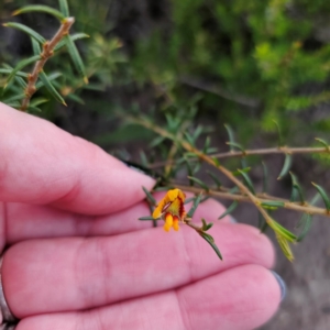 Mirbelia baueri at Morton National Park - 10 Mar 2024 07:19 PM