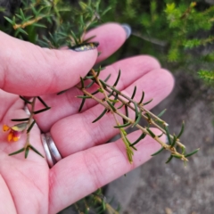 Mirbelia baueri at Morton National Park - 10 Mar 2024 07:19 PM