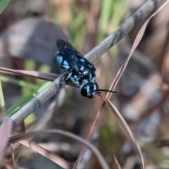 Thyreus caeruleopunctatus (Chequered cuckoo bee) at Higgins, ACT - 9 Mar 2024 by Untidy