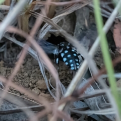 Thyreus caeruleopunctatus at Higgins Woodland - 9 Mar 2024