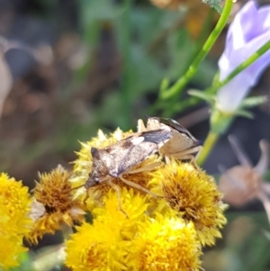 Oechalia schellenbergii at North Mitchell Grassland  (NMG) - 4 Mar 2024