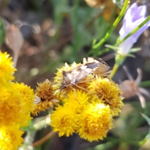 Oechalia schellenbergii at North Mitchell Grassland  (NMG) - 4 Mar 2024 06:28 PM