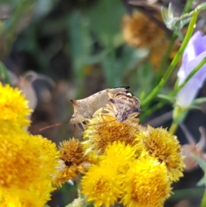 Oechalia schellenbergii at North Mitchell Grassland  (NMG) - 4 Mar 2024 06:28 PM