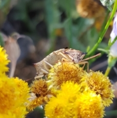 Oechalia schellenbergii at North Mitchell Grassland  (NMG) - 4 Mar 2024 06:28 PM