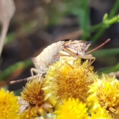 Oechalia schellenbergii at North Mitchell Grassland  (NMG) - 4 Mar 2024