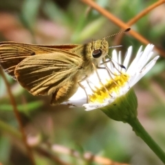 Ocybadistes walkeri (Green Grass-dart) at Wodonga - 3 Mar 2024 by KylieWaldon