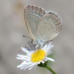 Zizina otis (Common Grass-Blue) at Wodonga - 3 Mar 2024 by KylieWaldon