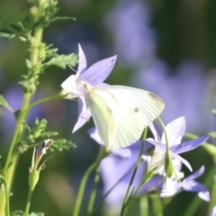Pieris rapae at Undefined Area - 4 Mar 2024 05:45 PM