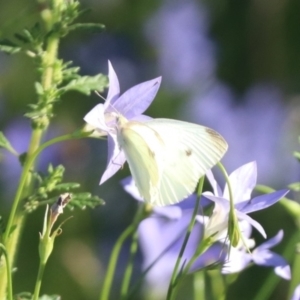 Pieris rapae at North Mitchell Grassland  (NMG) - 4 Mar 2024 05:45 PM