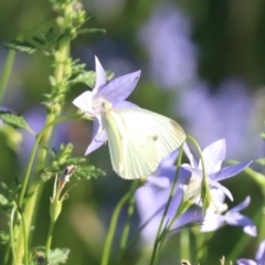 Pieris rapae at North Mitchell Grassland  (NMG) - 4 Mar 2024