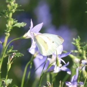 Pieris rapae at Undefined Area - 4 Mar 2024 05:45 PM