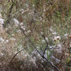 Senecio quadridentatus (Cotton Fireweed) at Felltimber Creek NCR - 12 Mar 2024 by KylieWaldon