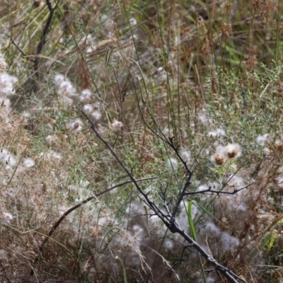 Senecio quadridentatus (Cotton Fireweed) at West Wodonga, VIC - 11 Mar 2024 by KylieWaldon