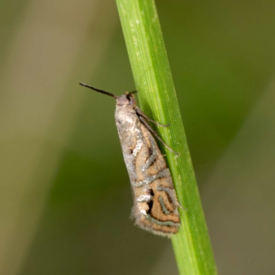 Glyphipterix cyanochalca (A sedge moth) at Harrison, ACT - 11 Mar 2024 by DPRees125