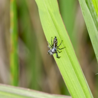 Thyene concinna (Creeping Jumper) at Gungaderra Creek Ponds - 11 Mar 2024 by DPRees125