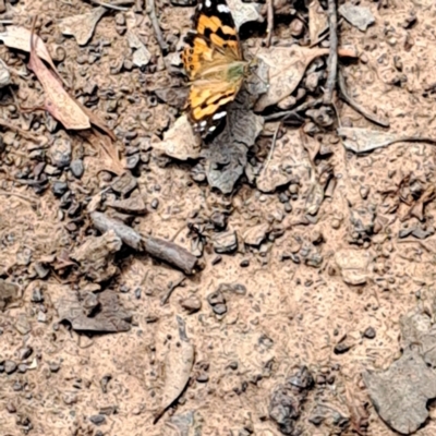 Vanessa kershawi (Australian Painted Lady) at Watson, ACT - 19 Feb 2024 by abread111