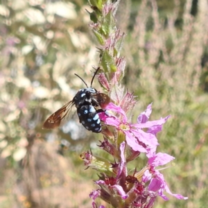 Thyreus caeruleopunctatus at ANBG - 12 Mar 2024