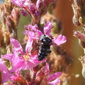 Thyreus caeruleopunctatus at ANBG - 12 Mar 2024