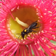 Leioproctus (Leioproctus) irroratus (Yellow-shouldered Bee) at ANBG - 12 Mar 2024 by HelenCross