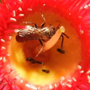 Lasioglossum (Parasphecodes) sp. (genus & subgenus) at ANBG - 12 Mar 2024