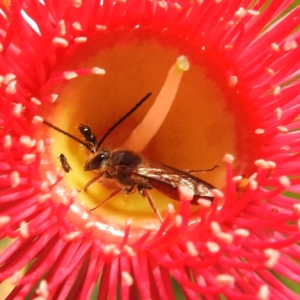 Lasioglossum (Parasphecodes) sp. (genus & subgenus) at ANBG - 12 Mar 2024