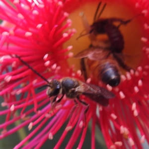 Lasioglossum (Parasphecodes) sp. (genus & subgenus) at ANBG - 12 Mar 2024