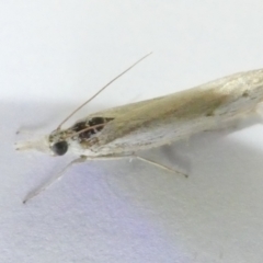 Culladia cuneiferellus (Crambinae moth) at Belconnen, ACT - 12 Mar 2024 by JohnGiacon