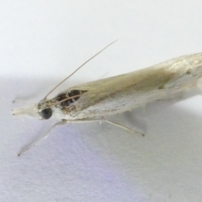 Culladia cuneiferellus (Crambinae moth) at Emu Creek - 12 Mar 2024 by JohnGiacon