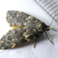 Halone coryphoea (Eastern Halone moth) at Belconnen, ACT - 12 Mar 2024 by JohnGiacon