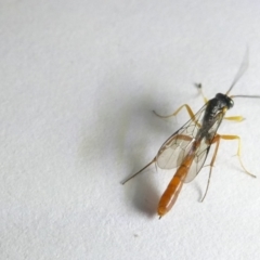 Ichneumonidae (family) (Unidentified ichneumon wasp) at Belconnen, ACT - 12 Mar 2024 by JohnGiacon