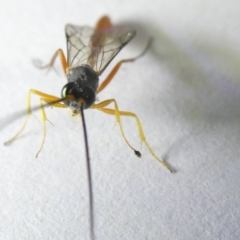 Ichneumonidae (family) at Emu Creek Belconnen (ECB) - 12 Mar 2024 04:11 PM