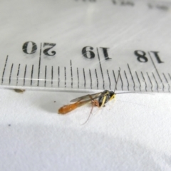 Ichneumonidae (family) at Emu Creek Belconnen (ECB) - 12 Mar 2024