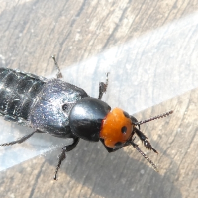 Creophilus erythrocephalus (Devil's coach horse, Rove beetle) at Belconnen, ACT - 11 Mar 2024 by JohnGiacon