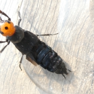 Creophilus erythrocephalus at Emu Creek Belconnen (ECB) - 12 Mar 2024