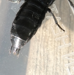 Creophilus erythrocephalus at Emu Creek Belconnen (ECB) - 12 Mar 2024