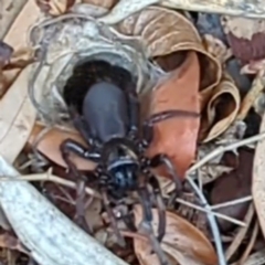 Unidentified Trapdoor, Funnelweb or Mouse spider (Mygalomorphae) at Acton, ACT - 12 Mar 2024 by HelenCross