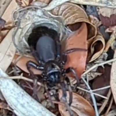 Unidentified Trapdoor, Funnelweb or Mouse spider (Mygalomorphae) at Acton, ACT - 12 Mar 2024 by HelenCross