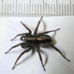 Unverified Spider at Emu Creek Belconnen (ECB) - 12 Mar 2024 by JohnGiacon