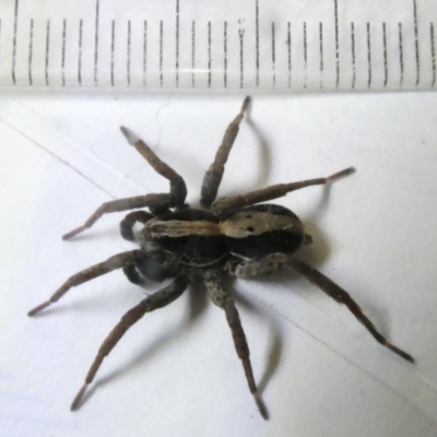 Unverified Spider at Emu Creek Belconnen (ECB) - 12 Mar 2024 by JohnGiacon