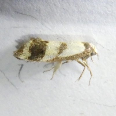 Olbonoma triptycha (Chezela Group) at Flea Bog Flat to Emu Creek Corridor - 11 Mar 2024 by JohnGiacon