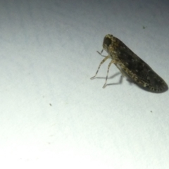 Cixiidae sp. (family) (Cixiid planthopper) at Flea Bog Flat to Emu Creek Corridor - 11 Mar 2024 by JohnGiacon