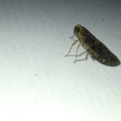 Cixiidae sp. (family) (Cixiid planthopper) at Belconnen, ACT - 11 Mar 2024 by JohnGiacon