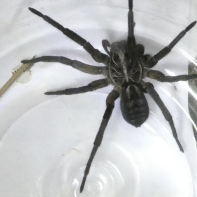 Tasmanicosa sp. (genus) (Tasmanicosa wolf spider) at Flea Bog Flat to Emu Creek Corridor - 11 Mar 2024 by JohnGiacon