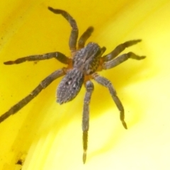 Mituliodon tarantulinus (Prowling Spider) at Emu Creek Belconnen (ECB) - 11 Mar 2024 by JohnGiacon