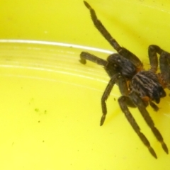 Mituliodon tarantulinus at Emu Creek Belconnen (ECB) - 11 Mar 2024 05:06 PM