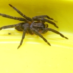 Mituliodon tarantulinus at Emu Creek Belconnen (ECB) - 11 Mar 2024 05:06 PM